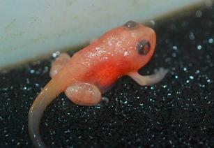 蝌蚪网国产,蝌蚪网引领绿色科技新潮流